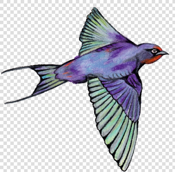 Bird   European Swallow  HD Png DownloadTransparent PNG