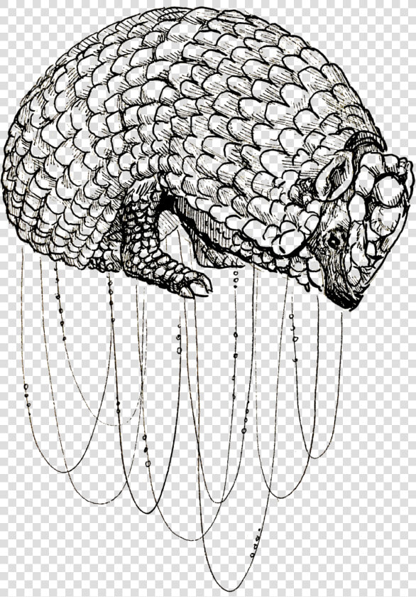 Armadillo  HD Png DownloadTransparent PNG