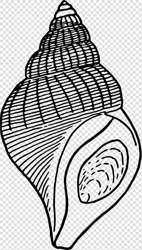 Seashell 1 Clip Arts   Wall Fan Price In Pakistan  HD Png DownloadTransparent PNG