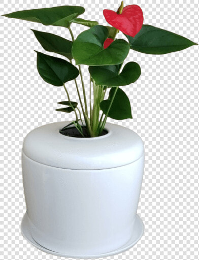 Flowerpot  HD Png DownloadTransparent PNG