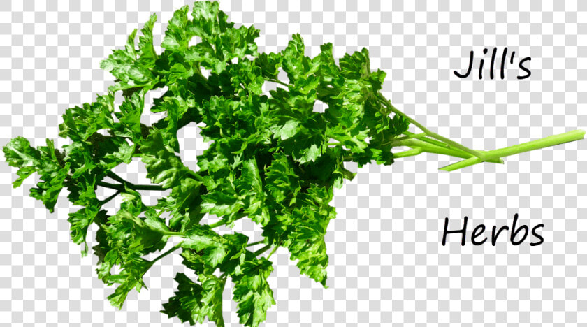 Parsley Herb   Pure Herbs  HD Png DownloadTransparent PNG