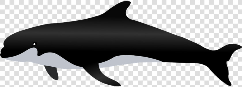 Whale Png   Paus Png  Transparent PngTransparent PNG