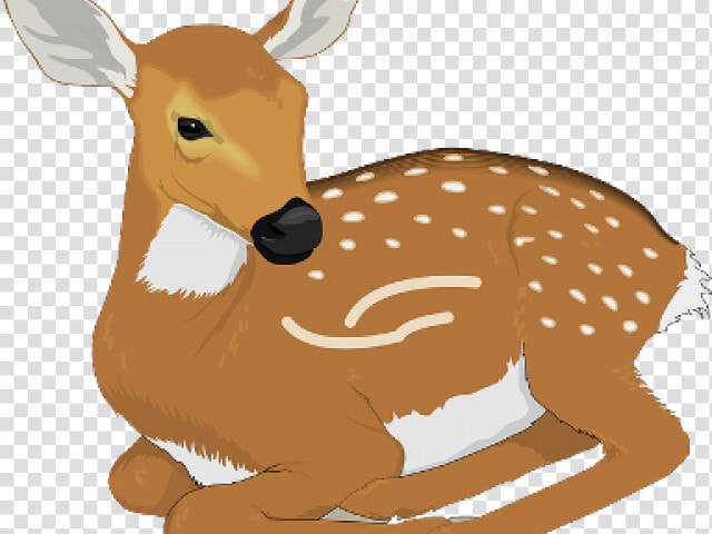 Squirrel Clipart Realistic   Fawn Clipart  HD Png DownloadTransparent PNG