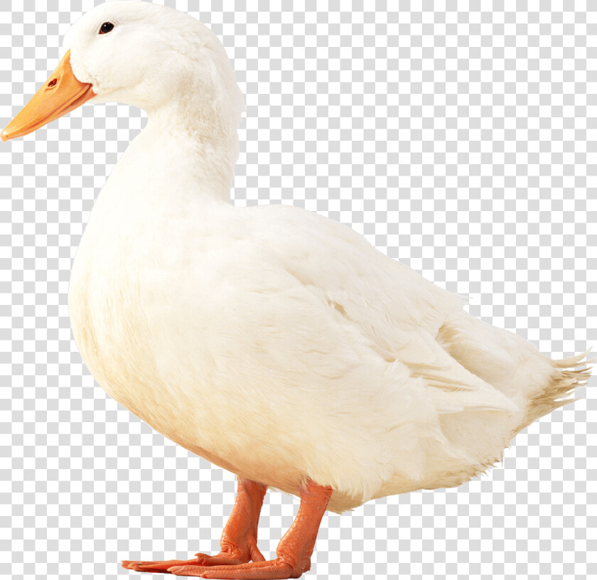 Duckling Png  Transparent PngTransparent PNG