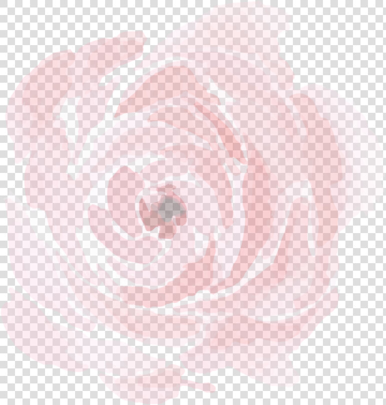  ftestickers  background  overlay  peony  rose  transparent   Garden Roses  HD Png DownloadTransparent PNG