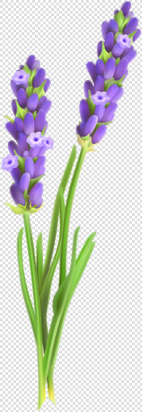 Transparent Lavender Sprig Clipart   Lavender Plant Clip Art  HD Png DownloadTransparent PNG