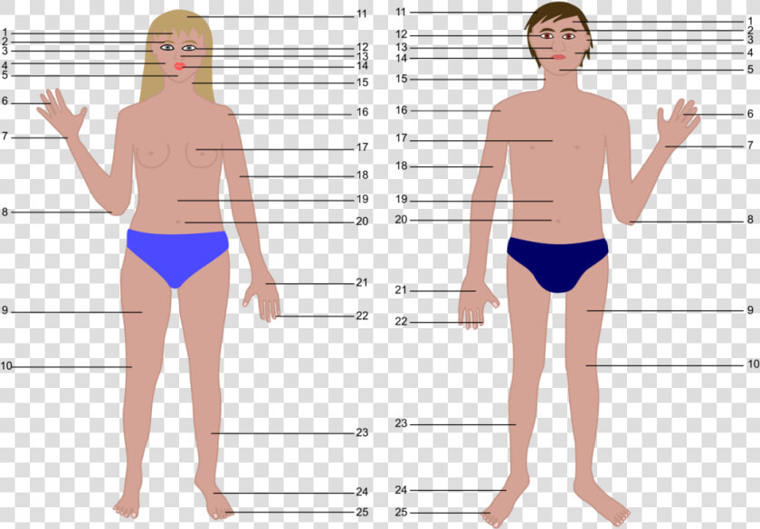 Thigh briefs girl   Human Body Parts Without Name  HD Png DownloadTransparent PNG