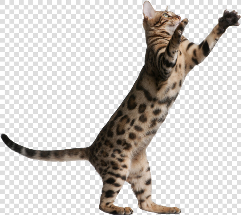 Kitten Jumping Png Banner Transparent   Cat Jumping Transparent Background  Png DownloadTransparent PNG