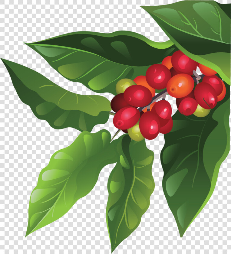 Tree Producing Ripe Cherries   Coffee Plant Png  Transparent PngTransparent PNG