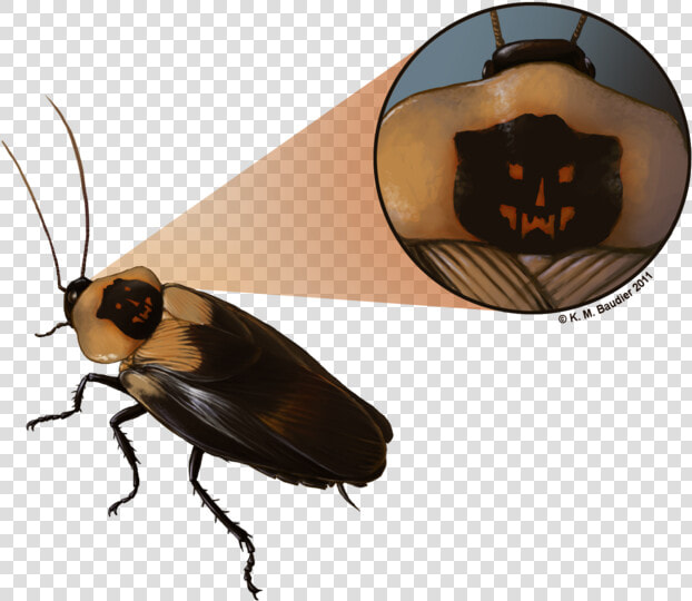 Roach Drawing Cute   Death  39 s Head Cockroach  HD Png DownloadTransparent PNG