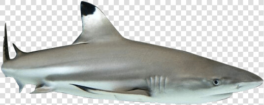 Phuket Black Tip Shark   Black Tip Shark Png  Transparent PngTransparent PNG