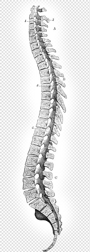 Clip Art Coluna Vertebral Png   High Resolution Spinal Cord  Transparent PngTransparent PNG