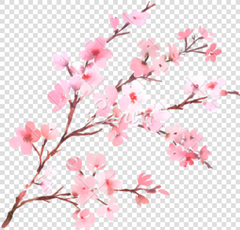 Clipart Png Download Cherry Blossom Free Png Transparent   Cherry Blossom No Background  Png DownloadTransparent PNG