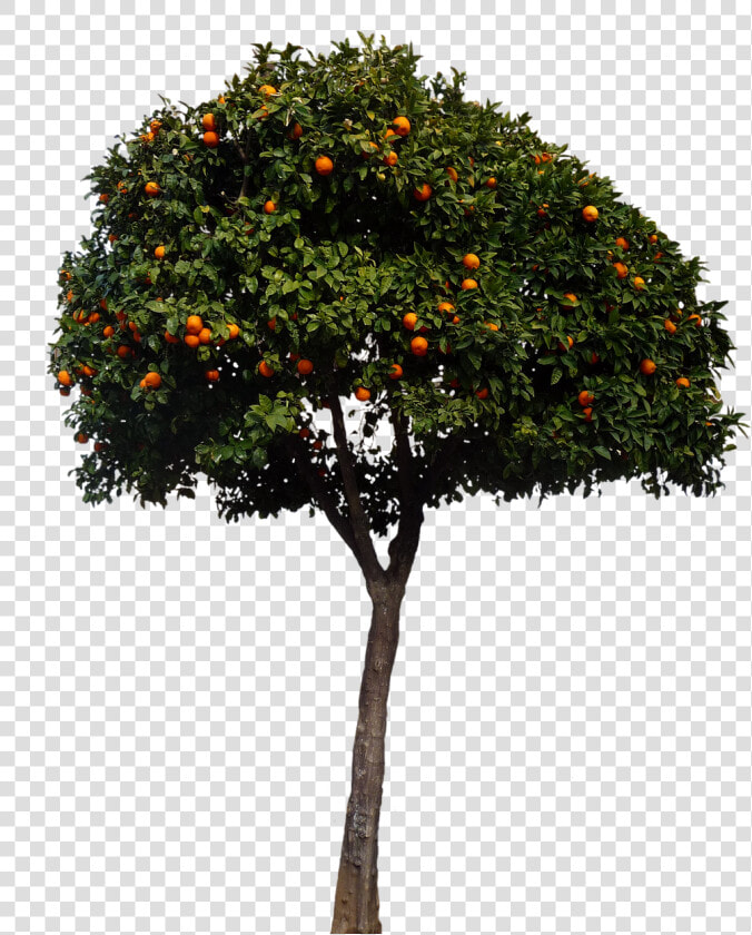 Oranges  Orange Tree  Tree  Fruits  Nature   Spanish Orange Tree  HD Png DownloadTransparent PNG