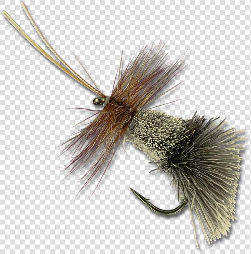 Goddard Caddis   Animal  HD Png DownloadTransparent PNG