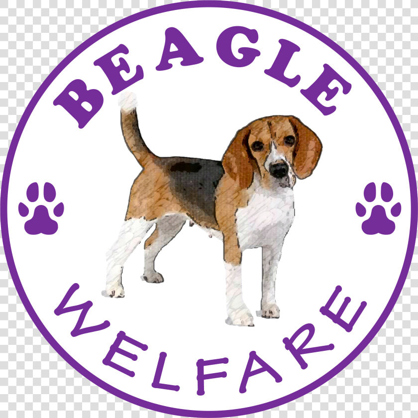 Beagle Welfare  HD Png DownloadTransparent PNG