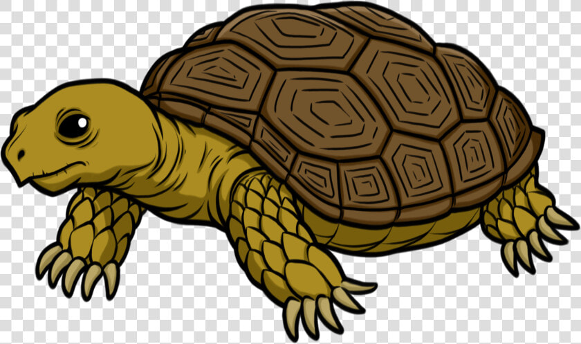 Tortoise Transparent   Tortoise Clipart  HD Png DownloadTransparent PNG