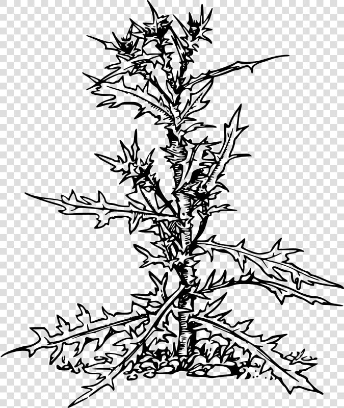 Thistle   Illustration  HD Png DownloadTransparent PNG