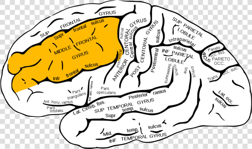 Gray726 Middle Frontal Gyrus   Superior Temporal Sulcus  HD Png DownloadTransparent PNG