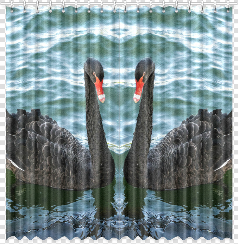 Peaceful Black Swan Window Curtain 52 X108   Black Swan  HD Png DownloadTransparent PNG