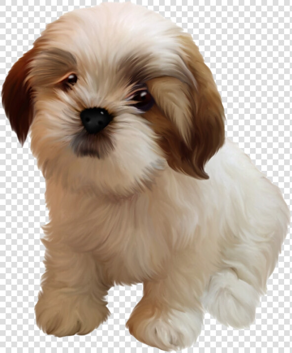 Shih Tzu Puppy Png Image  Transparent PngTransparent PNG