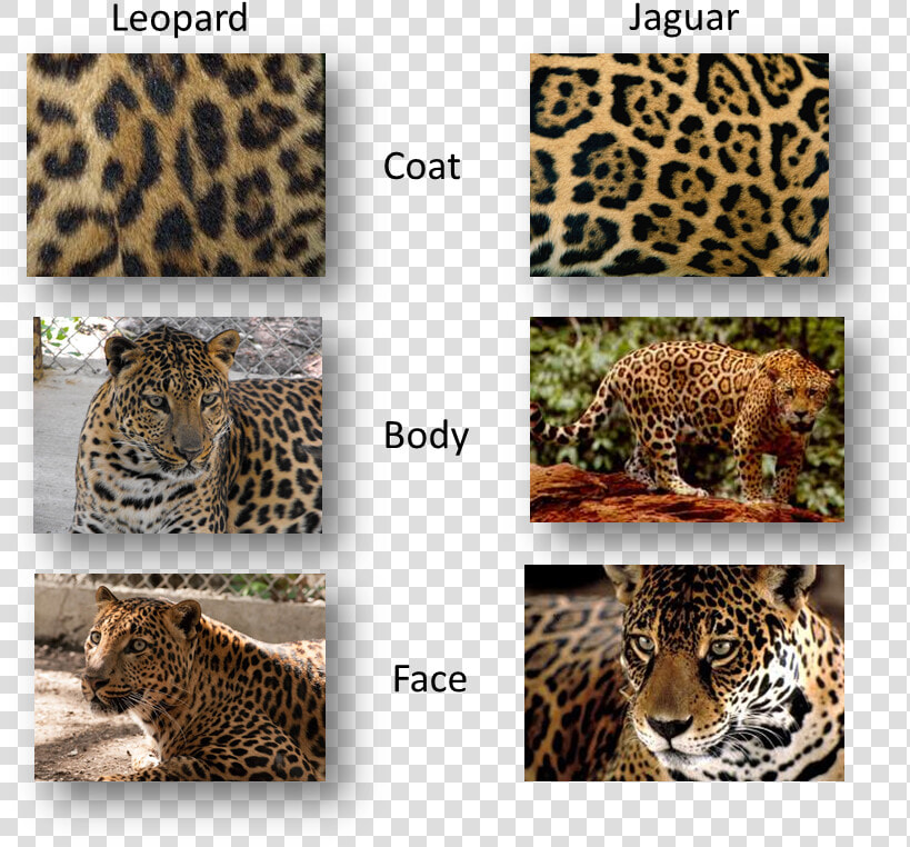 Panther Vs Jaguar Vs Leopard  HD Png DownloadTransparent PNG