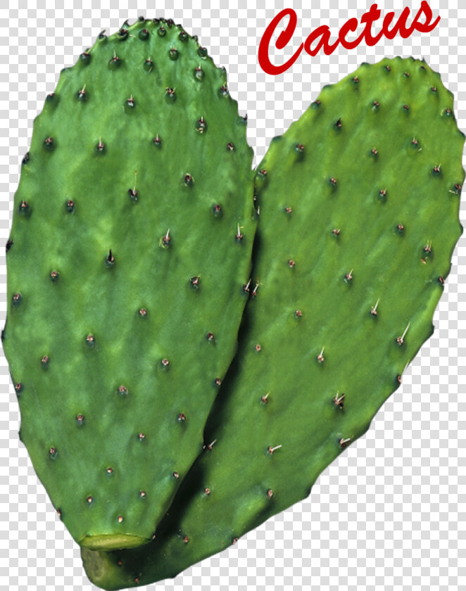 Cactus Png Image   Nopal Png  Transparent PngTransparent PNG