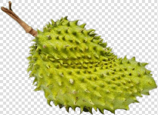 Whole Soursop   Soursop  HD Png DownloadTransparent PNG