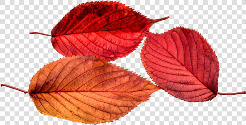 Autumn  Leaves  Leaf  Transparent  Fall Color  Colorful   Autumn Leaves Png  Png DownloadTransparent PNG