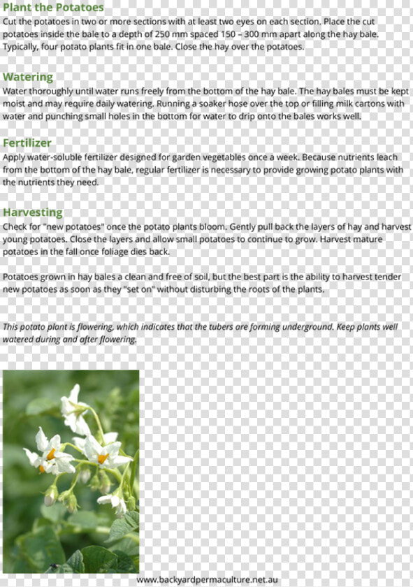 Picture   Honeysuckle  HD Png DownloadTransparent PNG