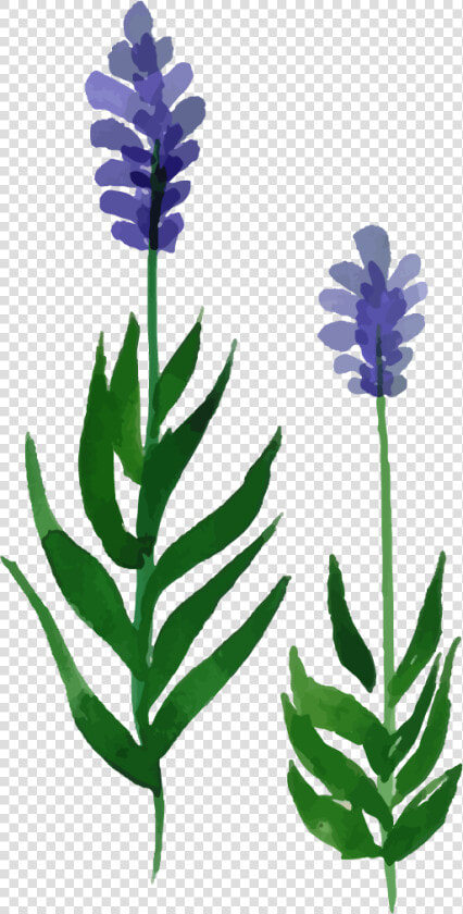 Hyacinth  HD Png DownloadTransparent PNG