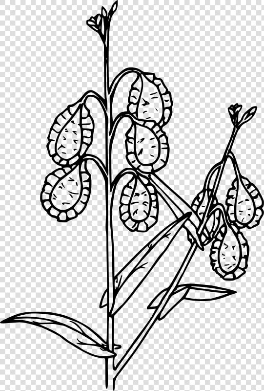 Fringe Pod   Line Art  HD Png DownloadTransparent PNG