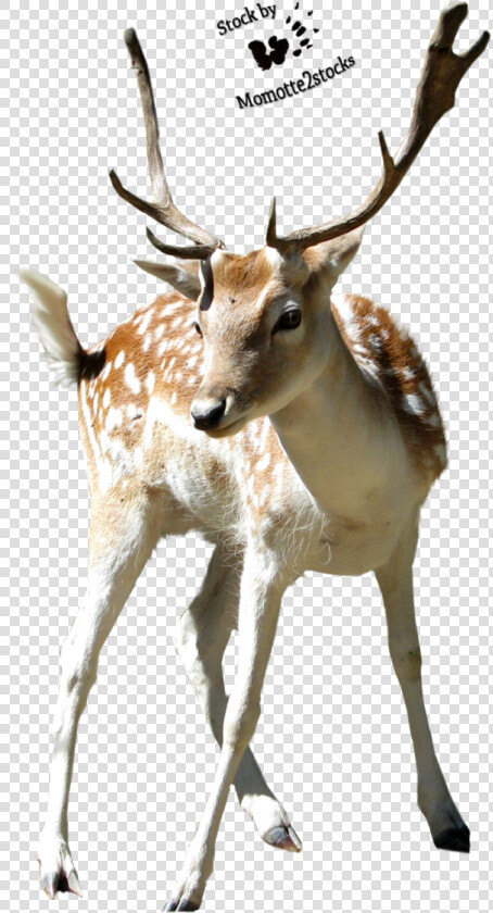 Christmas Deer Png   Sika Deer Transparent  Png DownloadTransparent PNG