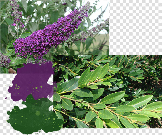 Buddleia  HD Png DownloadTransparent PNG