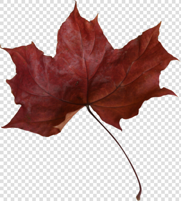 Maple Leaf Png Transparent Picture   Dead Red Maple Leaf  Png DownloadTransparent PNG