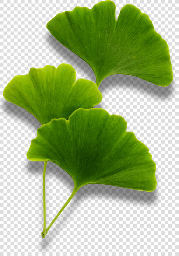 Maidenhair Tree  HD Png DownloadTransparent PNG