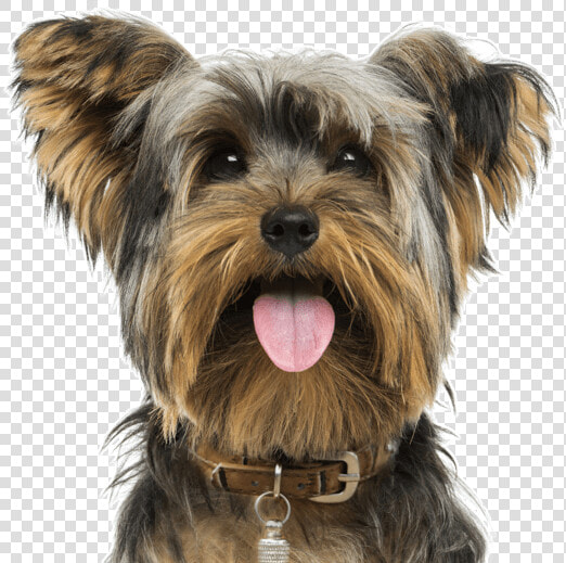 Yorkshire Terrier Png  Transparent PngTransparent PNG