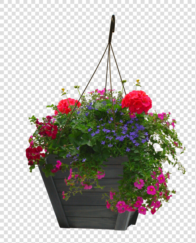 Petunia  HD Png DownloadTransparent PNG