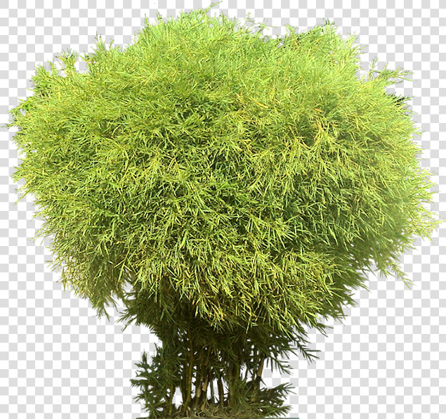 Tree Png Bamboos   Transparent Background Bamboo Png  Png DownloadTransparent PNG