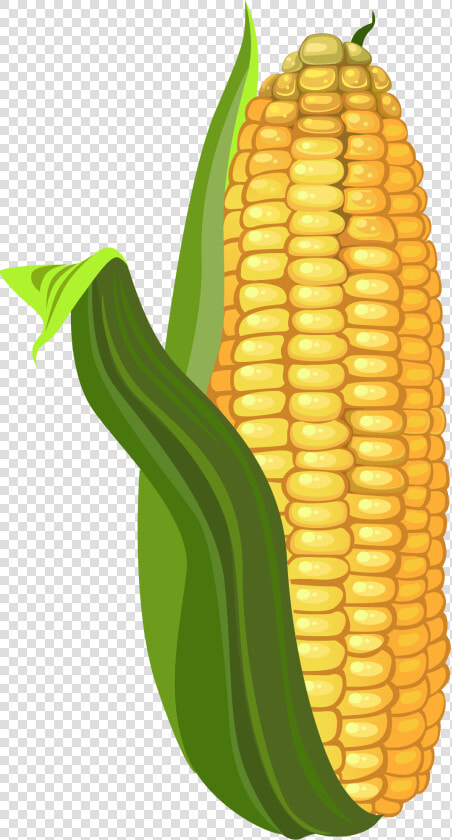 Corn Kernels  HD Png DownloadTransparent PNG