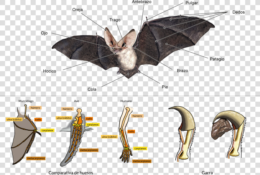 Anatomía De Un Murciélago  HD Png DownloadTransparent PNG