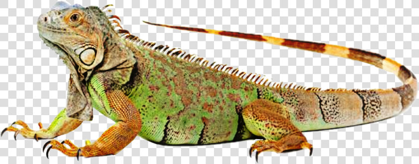 Iguana Clipart Colorful   Iguvana Png  Transparent PngTransparent PNG