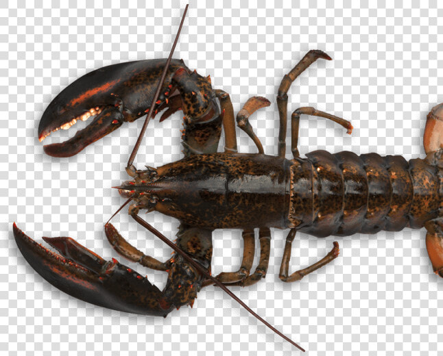 Transparent Crawdad Clipart   American Lobster  HD Png DownloadTransparent PNG