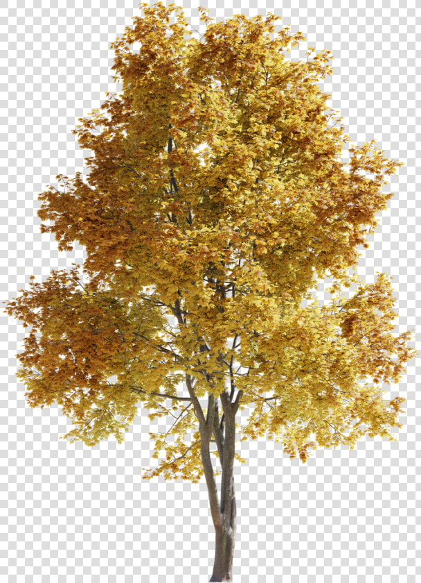 Tree Bark Texture Png  Transparent PngTransparent PNG