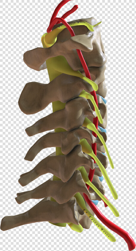 Cervical Spine Lateral View  HD Png DownloadTransparent PNG