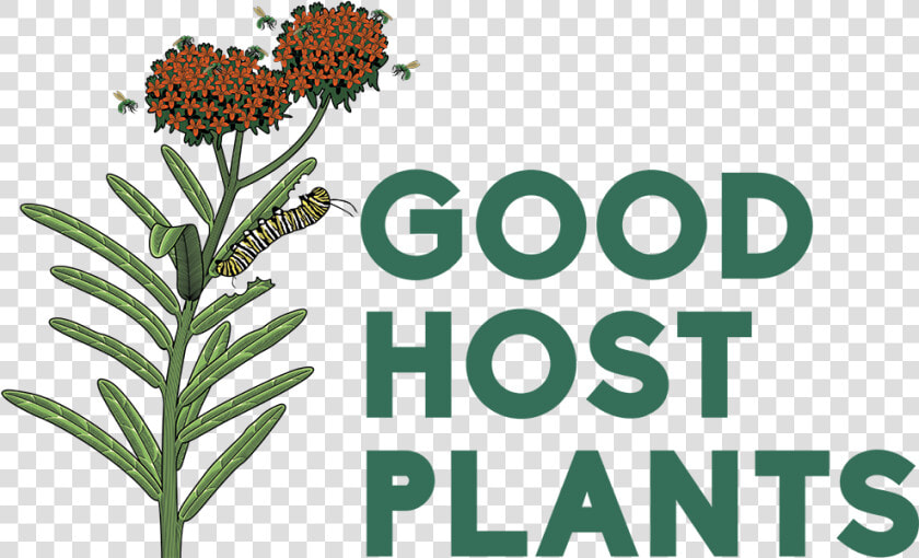 Good Host Plants   South 14th At Barrow  HD Png DownloadTransparent PNG