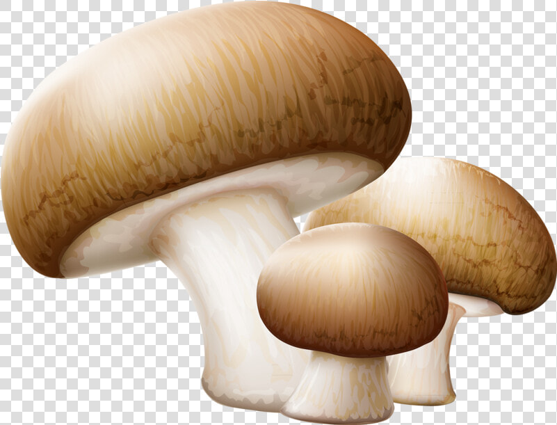 Drawing Shrooms Shiitake Mushroom   Transparent Background Mushroom Clip Art  HD Png DownloadTransparent PNG