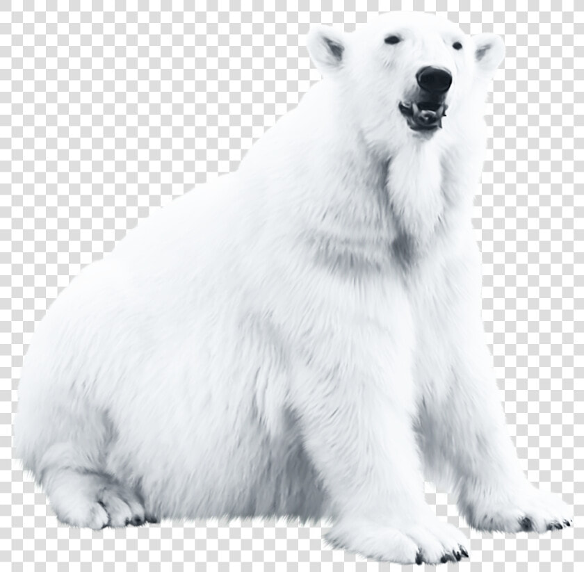 Polar Bear Blog   Polar Bear  HD Png DownloadTransparent PNG