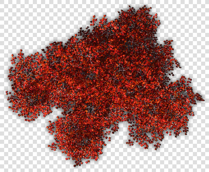 Autumn Jrl10 06 Feb   Top View Tree Png  Transparent PngTransparent PNG