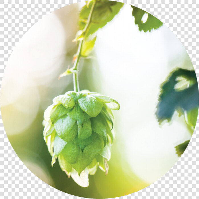 Transparent Hops Png   Hop Plant Photographs  Png DownloadTransparent PNG